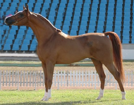 Arabian at stud 2009/2010 seaons New_im16