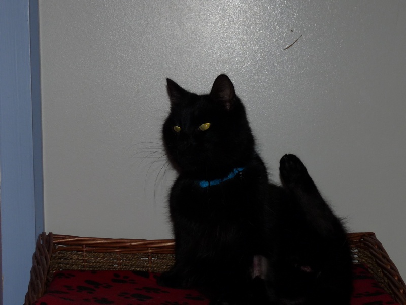 DIESEL, beau chat noir, né en oct. 2008 P1020113
