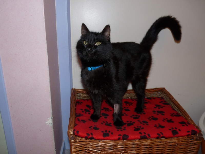 DIESEL, beau chat noir, né en oct. 2008 P1020115