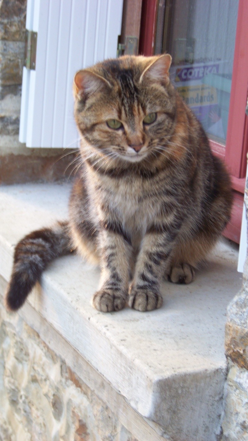 COOKIE, CHATTE Européenne vers FAMECK (57) Cookie11