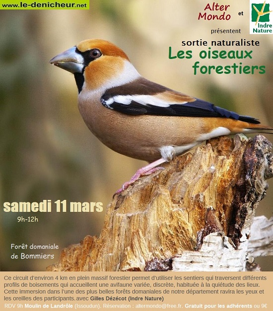 o11 - SAM 11 mars - Forêt de BOMMIERS - Sortie naturaliste 0021032