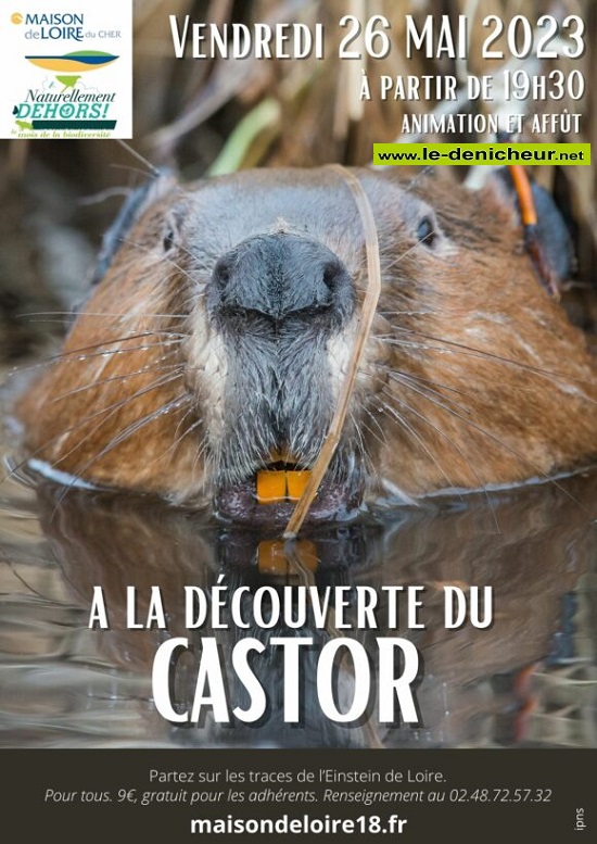 q26 - VEN 26 mai - BELLEVILLE /Loire - A la découverte du castor  0117