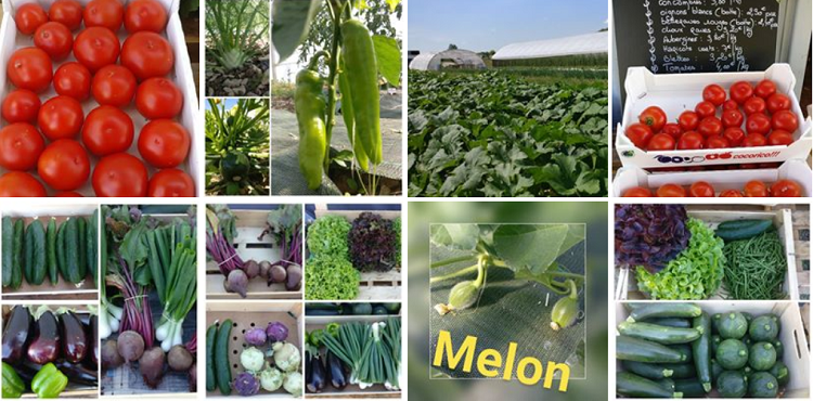w12. ST-GEORGES sur ARNON - SCEA Les jardins de la Prêle - Légumes, oeufs et plants Presle10