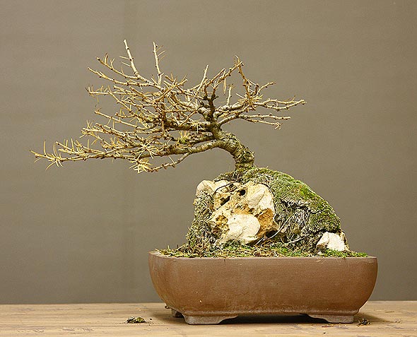 larch on stone Larix_17