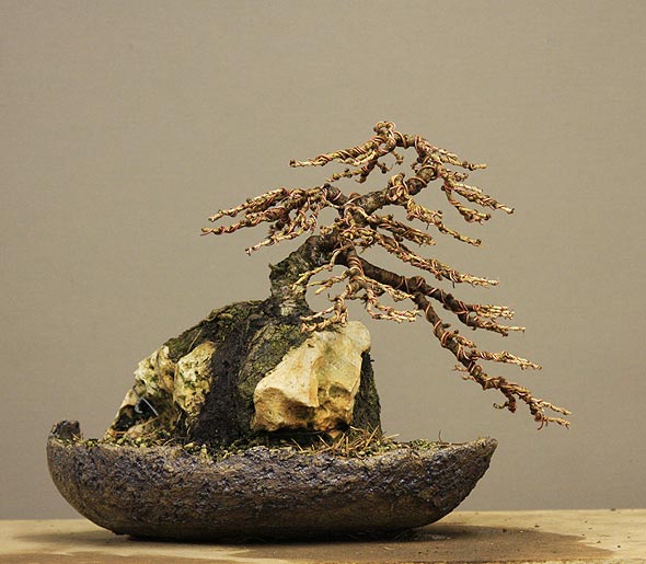 larch on stone Larix_19