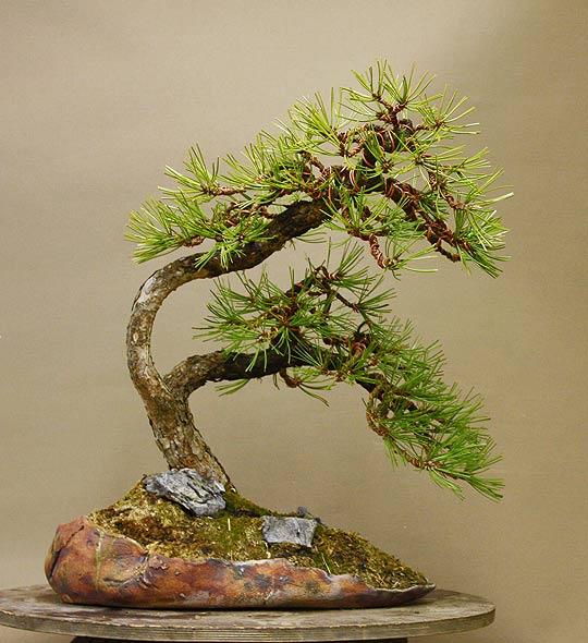 Unusual Pinus nigra Nigra_11