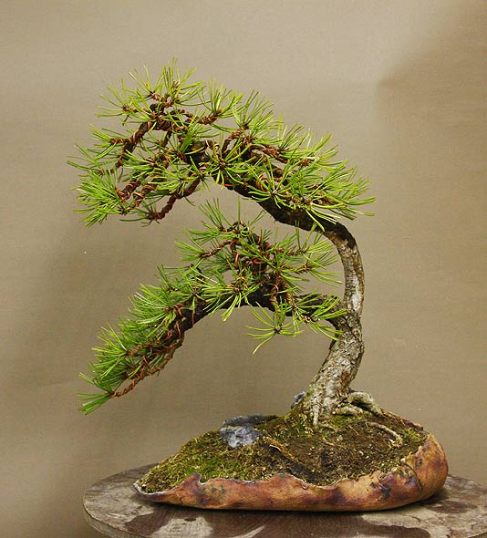 Unusual Pinus nigra Nigra_12