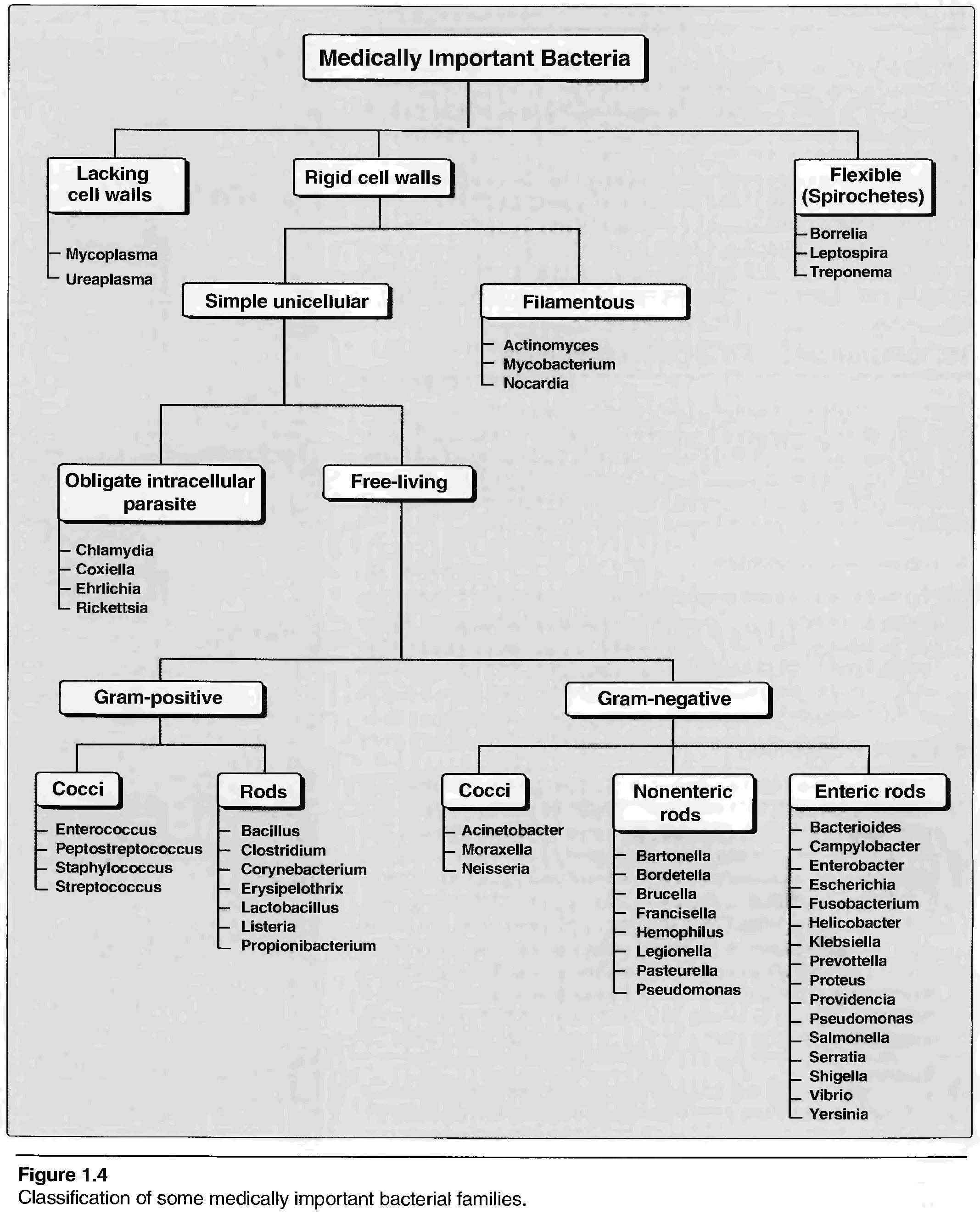 Classification Of Bacteria Chart