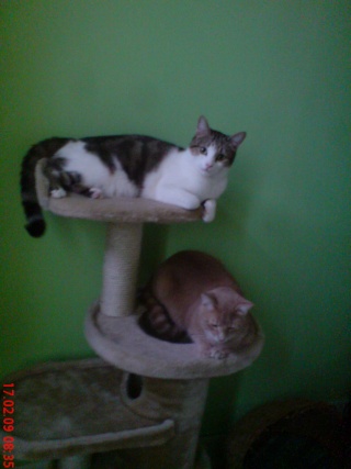 MMM's : Mes chats mes chatons et ... moi - Page 2 Dsc02017
