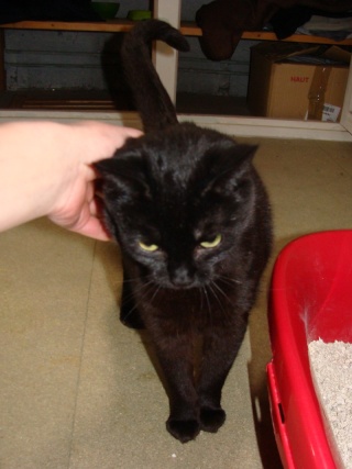 Coquine, chatte de l'année 2000, beauté noire Dsc04312