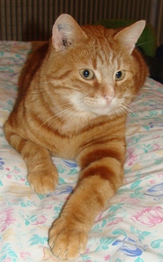 Hénou, jeune chat roux né en 2009 Henou10