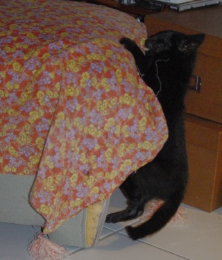Albator, chaton noir, 2 mois novembre 2010 Imgp4413