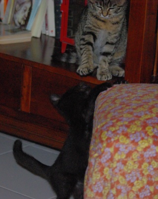 Albator, chaton noir, 2 mois novembre 2010 Imgp4414