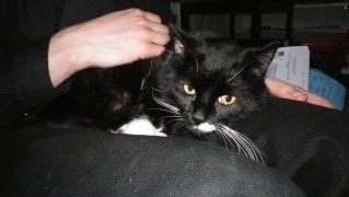 Kovou, 5 ans en 2011, beau chat noir et blanc Kovou210