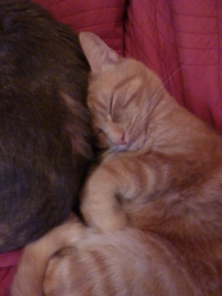 Roméo, magnifique chat roux d'un an (adopté) P1000910