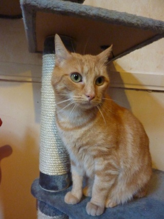 Roméo, magnifique chat roux d'un an (adopté) Photoc12