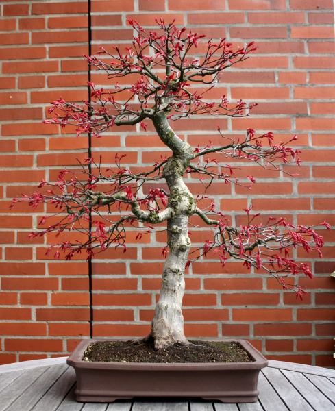 Acer palmatum 'Deshojo' Facher11