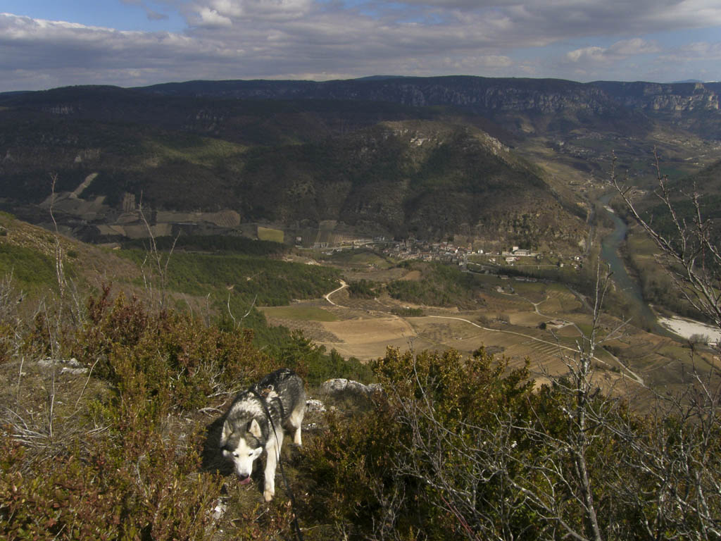 p'tit loup husky urgentprès de cahors 9 ans ADOPTE - Page 3 20100313