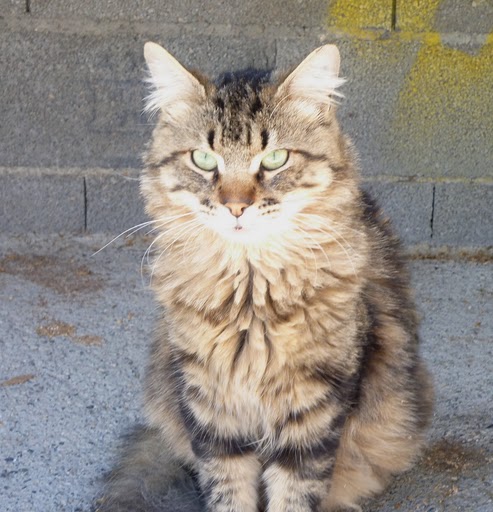 (adopte)Trouvé très beau chat tabby castré poil mi-long  Digne Chat_a10