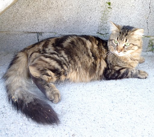 (adopte)Trouvé très beau chat tabby castré poil mi-long  Digne Chat_a11
