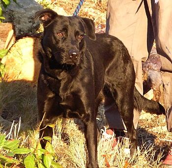 (adoptable ) trouvée femelle  labrador noire 13/1/11 TARASCON 13 Dipsy-10