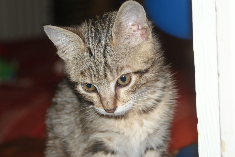Iris-Dhaive chatonne tigrée deux mois 04/06  Adoptée Iris_a45