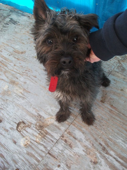 Terrier croisé entre 8 mois et 1 ans 19027110