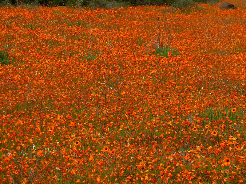 Fleurs du désert 062810