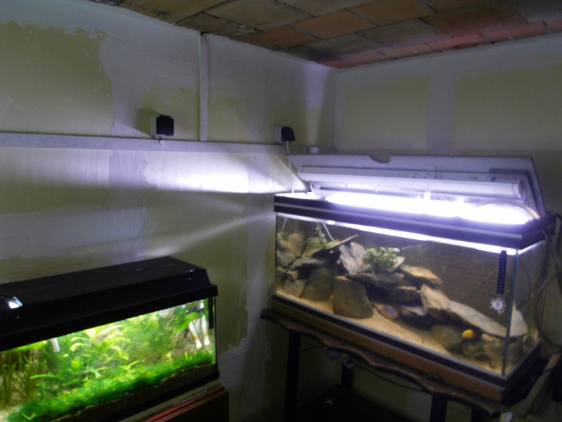 ma futur petite fishroom ! - Page 4 Sdc11116