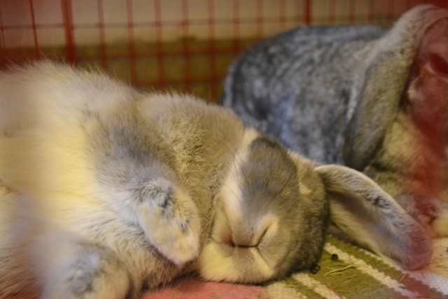 Comment dorment vos lapins? Photos à l'appui :) - Page 8 Dsc_4110