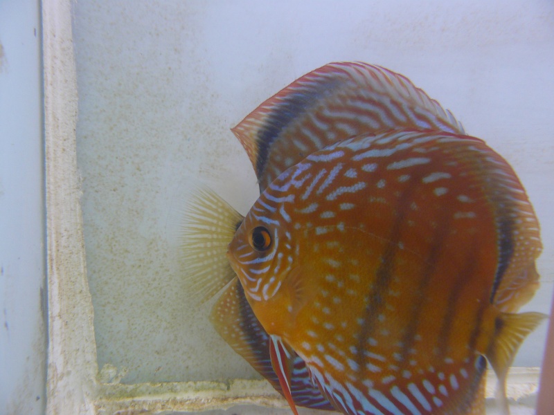 repro discus turquoises P1030110