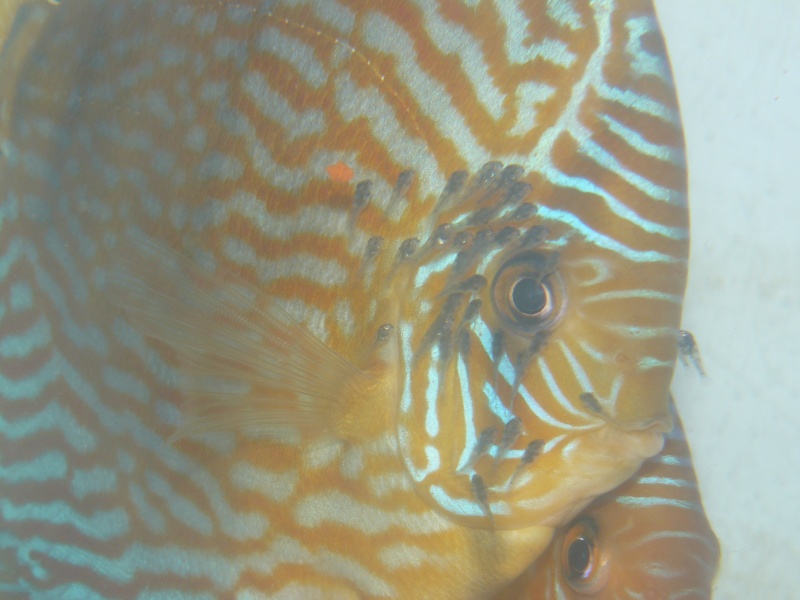 repro discus turquoises P1030114