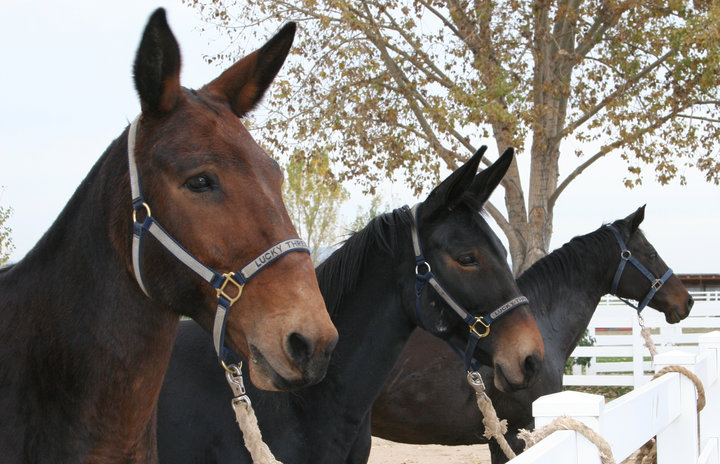 The Lucky Three Ranch -photos 24084_10