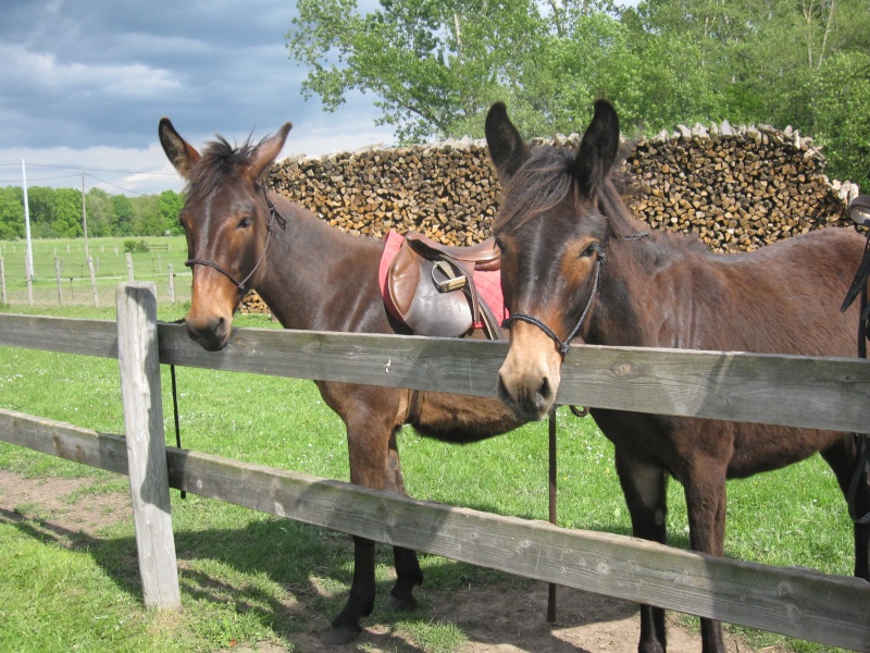 essai de selles - mules légères Img_1611