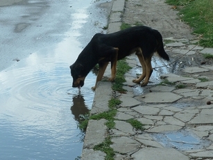 Dites NON : expérimenter sur les animaux errants Chien_10