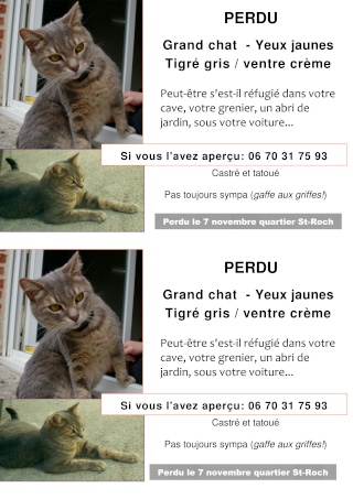 Perdu: Chat gris tigré - rue st roch (Amiens)=>rentré chez lui ! (non mais !) Chat_p10