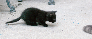 Smog / Gustav, chaton noir, né début mai 2010 Copie_15