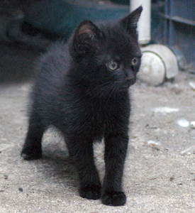 Smog / Gustav, chaton noir, né début mai 2010 Copie_20