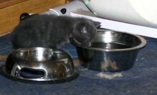 Chipie (Ortie) chatonne gris typée chartreux , 1 mois au 25/05/10 Gamell10