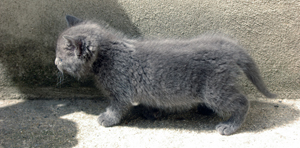 Chipie (Ortie) chatonne gris typée chartreux , 1 mois au 25/05/10 Imgp3714
