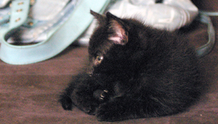 Smog / Gustav, chaton noir, né début mai 2010 Imgp4510