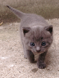 Chipie (Ortie) chatonne gris typée chartreux , 1 mois au 25/05/10 Ortiej13