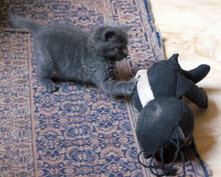 Chipie (Ortie) chatonne gris typée chartreux , 1 mois au 25/05/10 Orties10