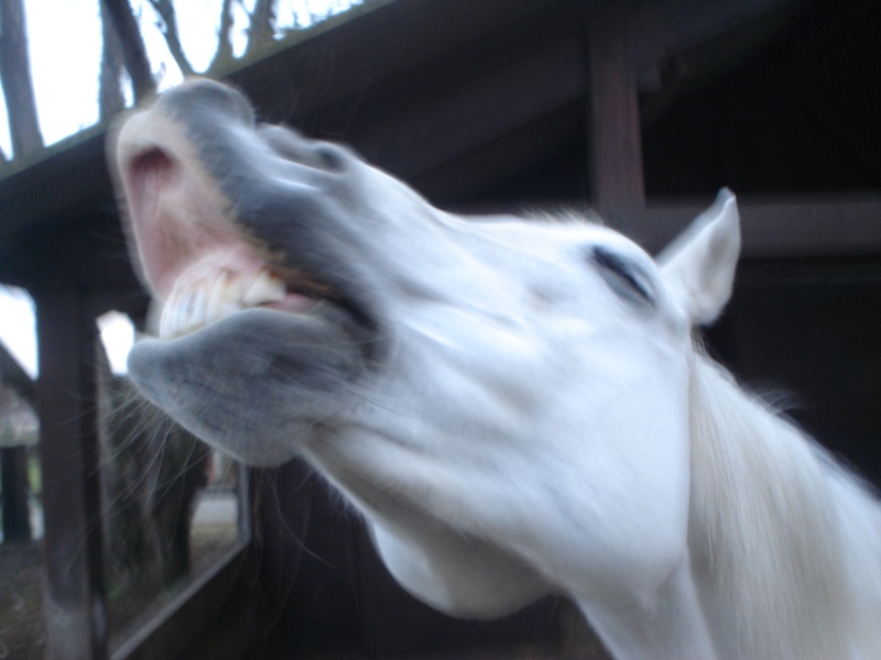 photos  drole de chevaux et autre animaux de compagnie Dsc05840