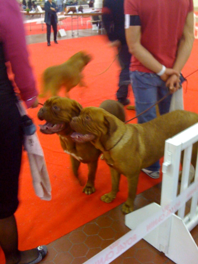 Exposition canine d'Angers  Photos16