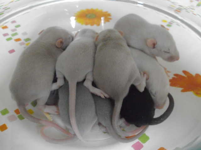 9 ratons cherchent une famille tous adoptés, à cloturer. - Page 3 Dsc02210