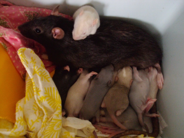 9 ratons cherchent une famille tous adoptés, à cloturer. - Page 4 Dsc02213
