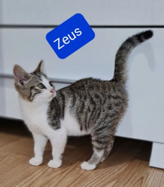S'Gerard dit Zeus né le 01/10/21 20211212