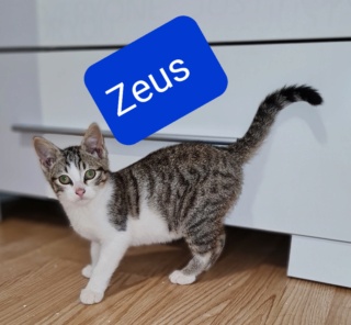 S'Gerard dit Zeus né le 01/10/21 20211213