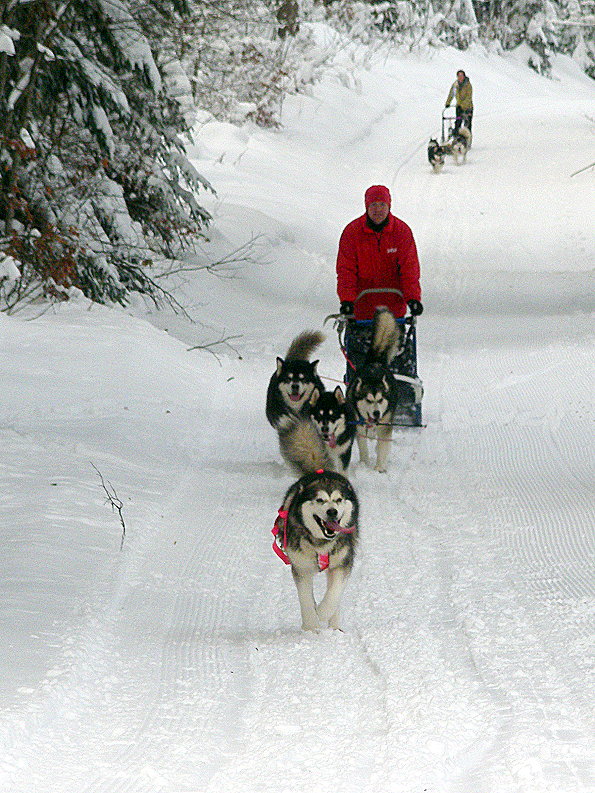 Première sortie traineau 2010_132